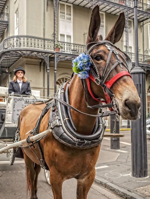 Royal Carriages New Orleans-2878.jpg